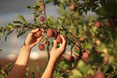 Close-up of hand holding fruit