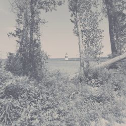 Trees on landscape against sky