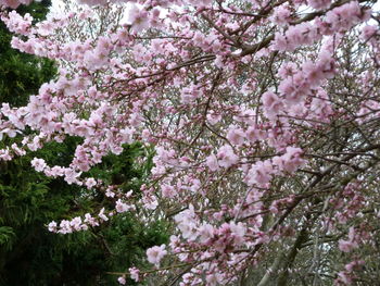 Low angle view of pink flowers