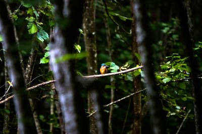 Bird perching on a branch