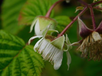 Close-up of insect on plant