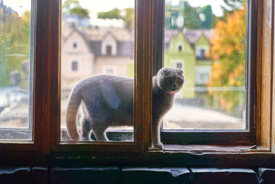 View of horse looking through window