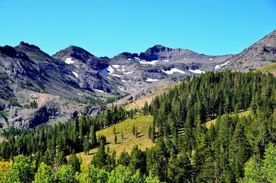 Scenic view of forest against clear blue sky