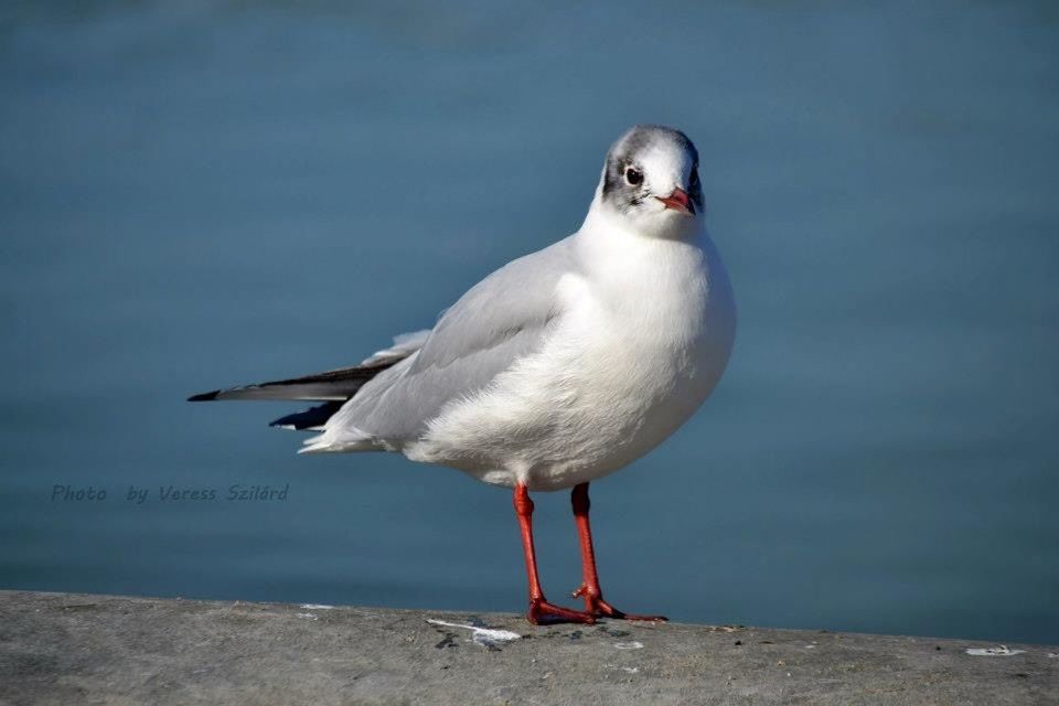 SEAGULL PERCHING ON A SEA SHORE