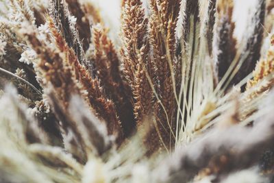 Abstract barley rice grain background