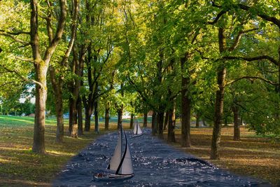 Walkway amidst trees in park