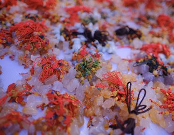 High angle view of maple leaves on plant