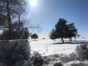 Trees on snow covered land against sky