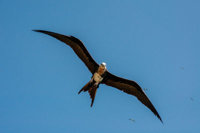 Low angle view of eagle flying against clear blue sky