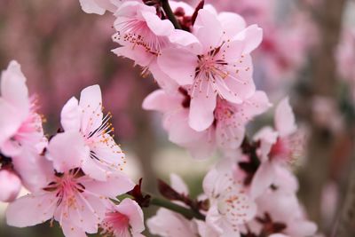 Close-up of pink cherry blossom