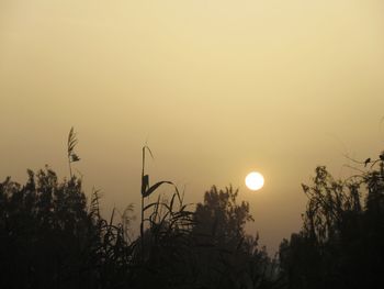 Silhouette trees against clear sky during sunset