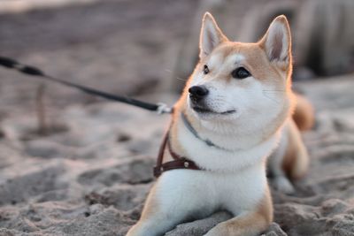 Husky dog sitting on sand at beach