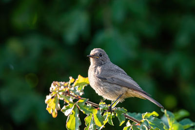 Close-up of bird perching on a plant