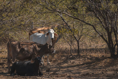 Cowa resting under a tree