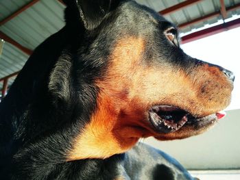 Close-up of a dog looking away