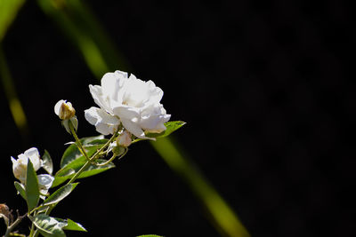 Close-up of white rose