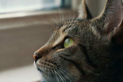 Close-up of a cat looking away