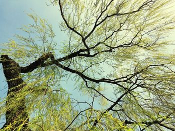 Low angle view of trees against sky