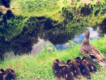 Ducks on lake shore