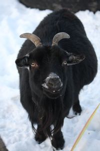 Portrait of black dog standing on snow field