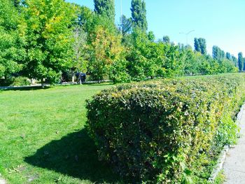 Scenic view of field against trees in park