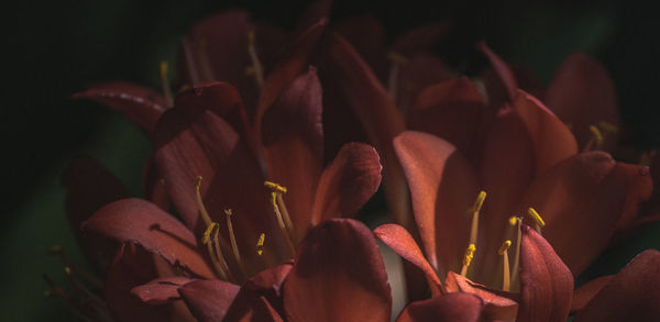 Close-up of flowers blooming outdoors