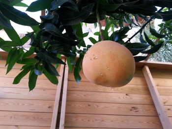 Close-up of apples on wooden tree