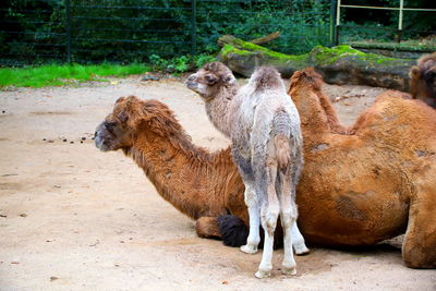 Sheep standing in a field