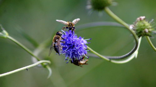 Close-up of honey bee pollinating on white flower