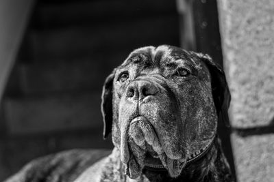 Close-up of cane corso looking away outdoors