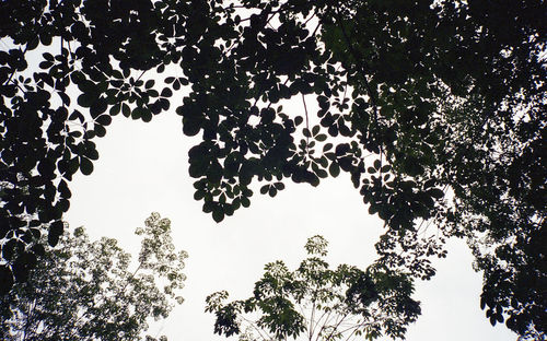 Low angle view of trees against sky