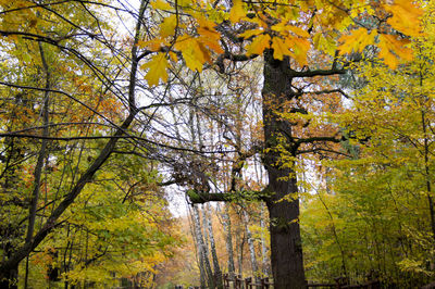 Trees in park