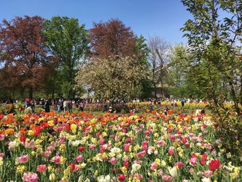 View of flowering plants in park