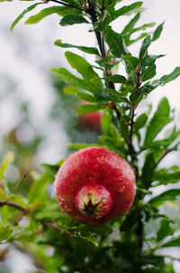 Close-up of apple on tree