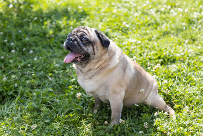 Portrait of dog on grassy field