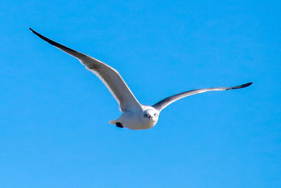 Low angle view of seagull flying in sky