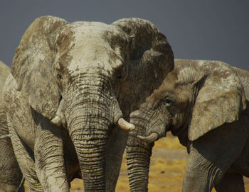 Close-up of elephant