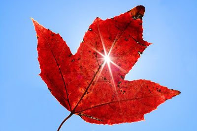 Low angle view of maple leaf against clear sky