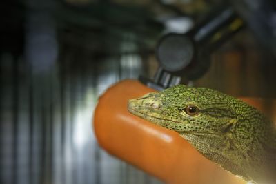 Close-up of lizard