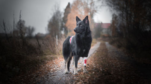 Dog looking away on field