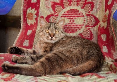 Portrait of a cat resting on bed