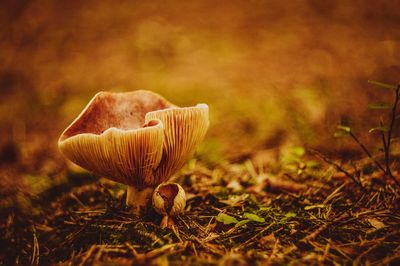 Close-up of mushroom in grass