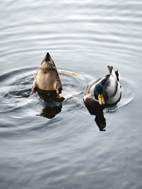 Ducks swimming in lake