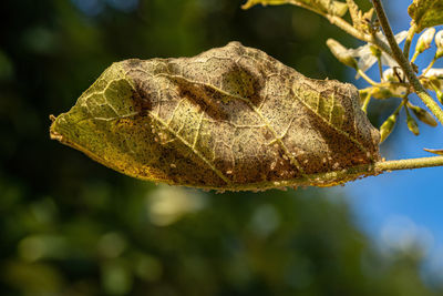 Close-up of plant