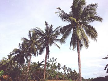 Low angle view of palm trees against sky