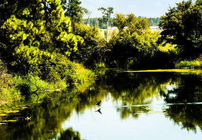 Reflection of trees in water