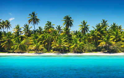 Scenic view of sea against palm trees and sky