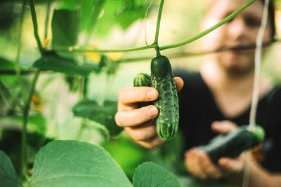 A woman picks a cucumbers from her garden