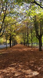 Trees on landscape during autumn