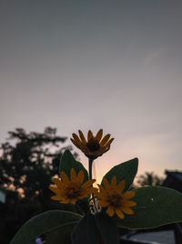 Close-up of flowering plant against sky during sunset